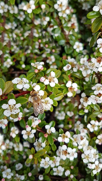 Kriechmispel Coral Beauty weiße Blüte